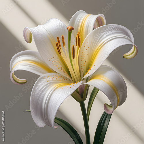 Elegant white lily in soft natural light showcasing its pristine petals and golden stamens with subtle shadows