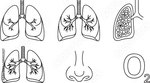Illustration of human respiratory system and oxygen
