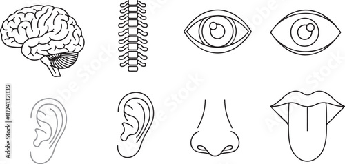 Illustrations of human senses