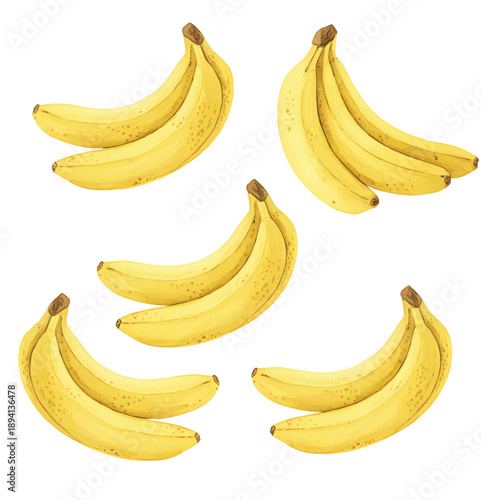 Organic banana bunch set in natural hand painted watercolor style.
