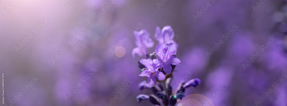 Fototapeta premium Close-up view of vibrant lavender flowers blooming under sunlight, evoking tranquility and calmness in a natural environment.