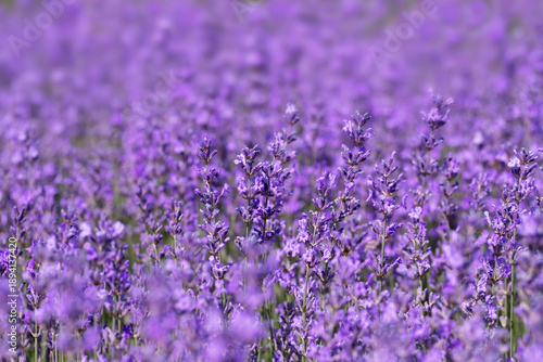 A serene lavender field featuring vibrant purple flowers under natural sunlig...