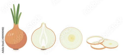 Onion icons, detailed vector graphics showing whole, half, and sliced onions, yellow onion with green sprout, culinary ingredients, spices, and organic food concept.
