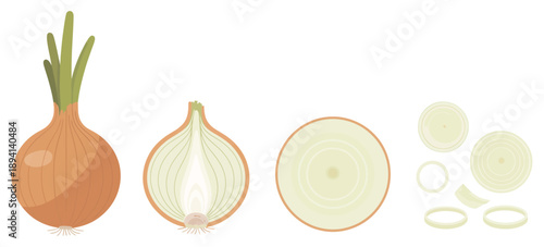 Onion icons, detailed vector graphics showing whole, half, and sliced onions, yellow onion with green sprout, culinary ingredients, spices, and organic food concept.