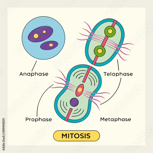 Cell Division: Mitosis Stages Illustrated Vector