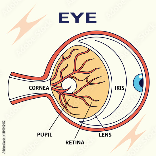 Comprehensive Human Eye Biological Anatomy Scientific Diagram