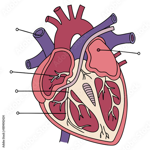 Detailed Human Heart Anatomical Structure Medical Diagram