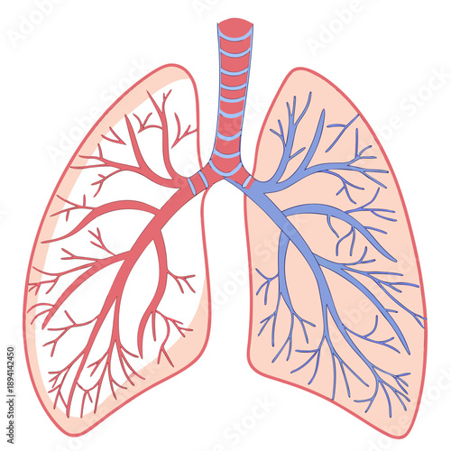 Detailed Human Lungs Respiratory System Anatomy Medical Diagram