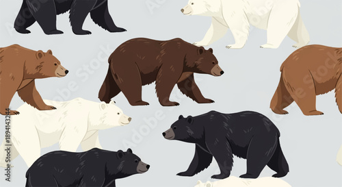 Vector illustration of various bear species: grizzly, polar, black, brown bears walking, wildlife animal collection, isolated on white