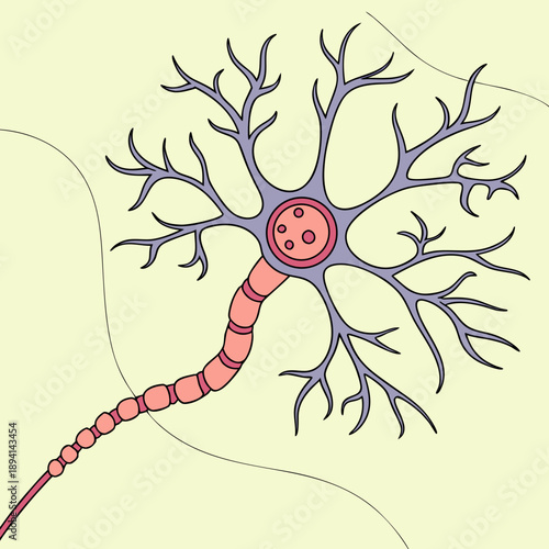 Human Neuron with Synaptic Connections for Neuroscience Study