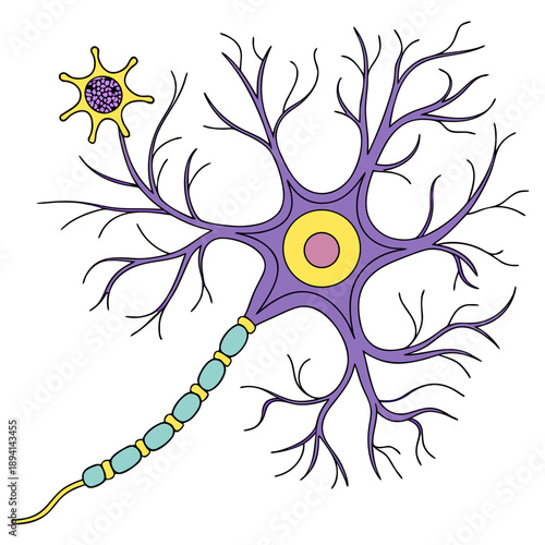 Neural Network: Interconnected Neuron Cells and Synapses Diagram