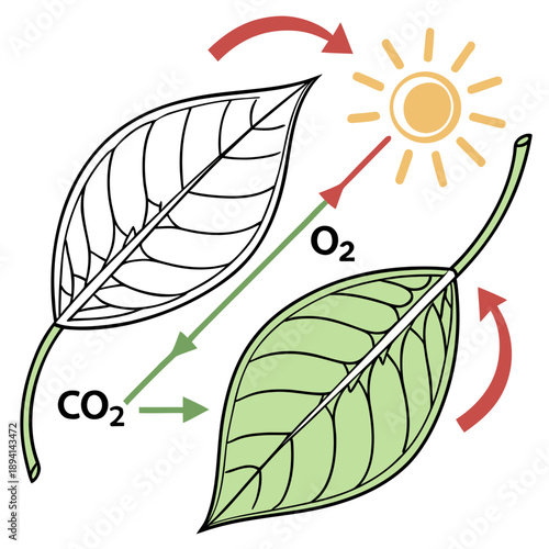 Green Plant Photosynthesis Process Scientific Educational Illustration