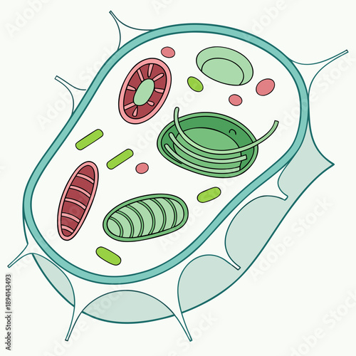 Detailed Plant Cell Structure with Chloroplasts Illustration