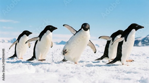 Lustige Gruppe von Adélie-Pinguinen watschelt hintereinander durch den tiefen antarktischen Schnee.