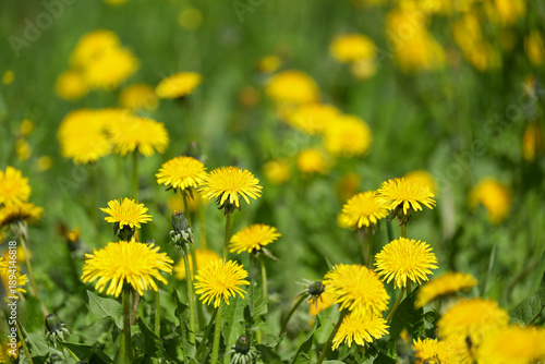 A field of blooming medicinal dandelions. Garden background with bright yellow flowers
