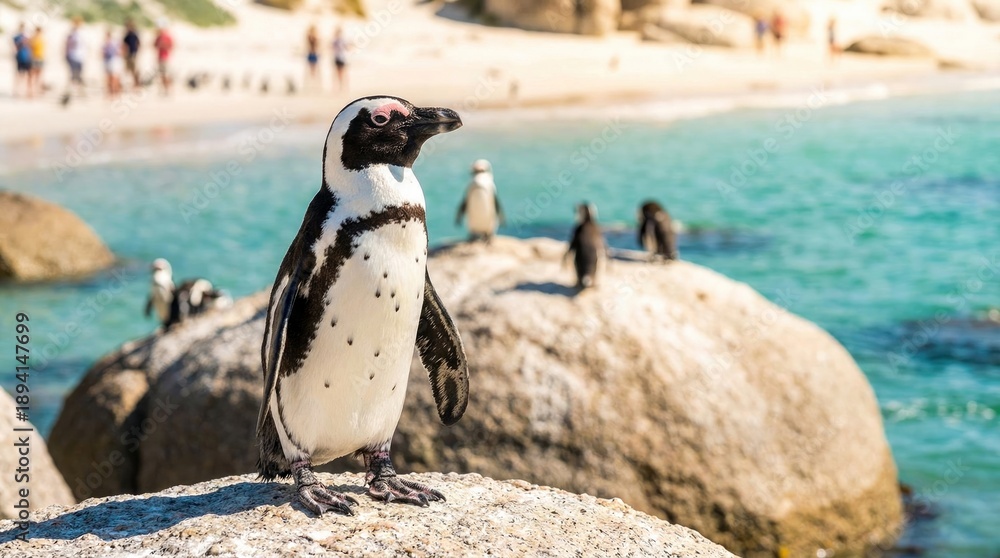 Obraz premium Afrikanischer Pinguin auf einem Granitfelsen am berühmten Boulders Beach in Südafrika.