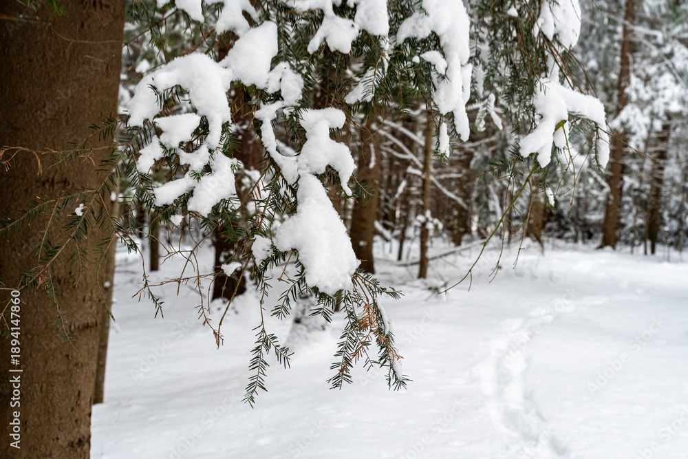 Fototapeta premium Snow-covered branches hang from pine trees in a tranquil winter forest. A soft layer of fresh snow blankets the ground, creating a serene atmosphere in this natural setting.