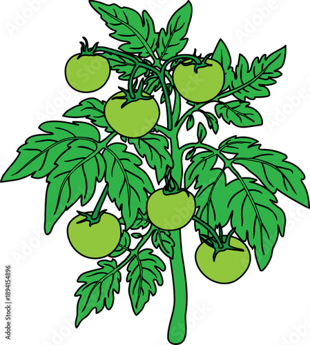 Tomato plant with unripe green fruits and green leaves isolated on white background