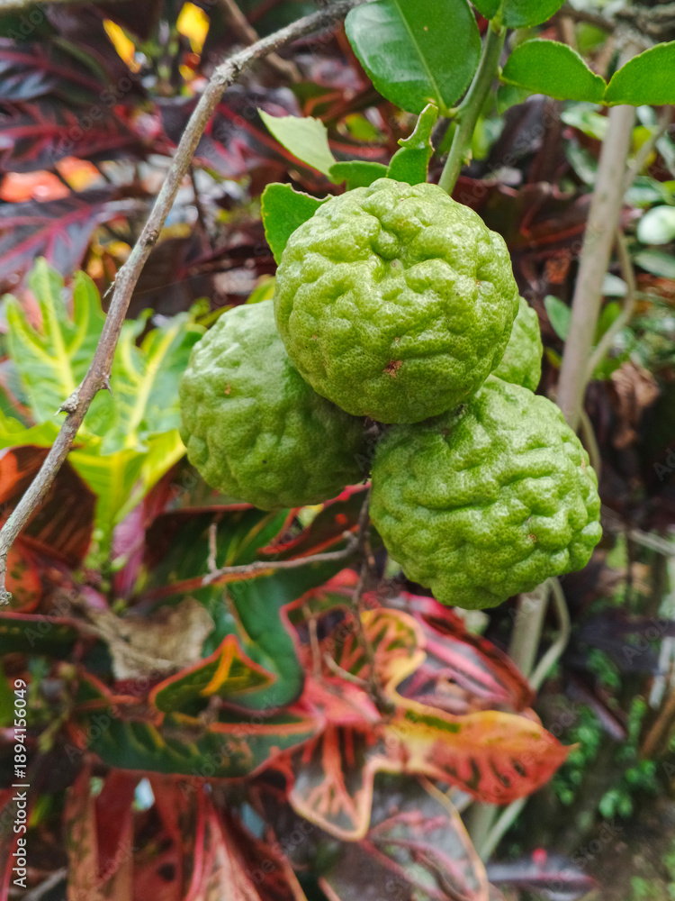 Obraz premium Close up of kaffir lime on a tree. For graphic design, 3D rendering and banners