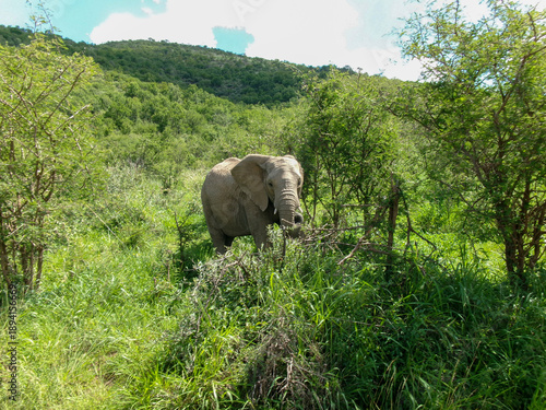 Pilanesberg National Park, South Africa