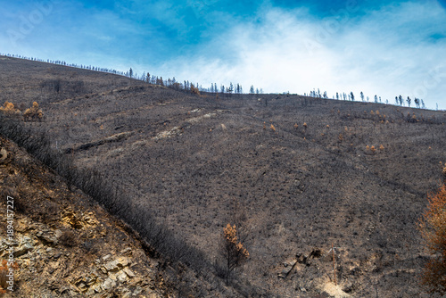 Devastated Burnt Mountain Landscape and Charred Pine Trees after Forest Fire in Galicia, Spain