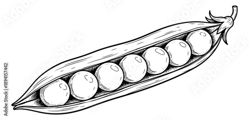 Hand drawn line art illustration of an open pea pod depicting fresh peas for healthy food design