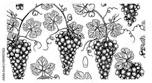 Hand drawn line art grapes set featuring bunches of ripe fruit and leaves for food and wine design
