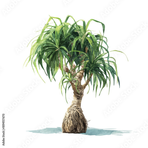 Isometric watercolor rendering of Ponytail Palm, isolated on a clean white background.