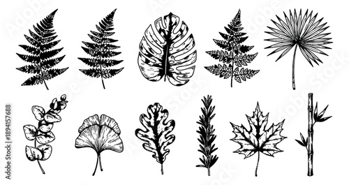 Hand drawn botanical leaves set featuring tropical monstera, palm, and temperate foliage for nature design