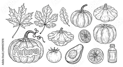 Hand drawn line art harvest set featuring pumpkins, autumn leaves, fruits, vegetables, and a bottle for seasonal designs