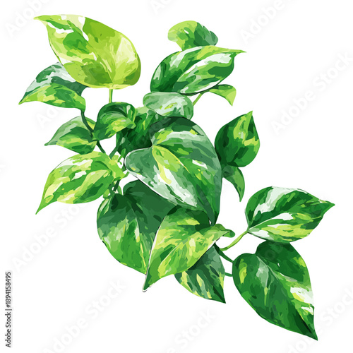 Jade Pothos illustrated in isometric watercolor style, isolated on white.