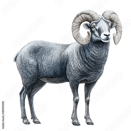 Wild Sheep, serene watercolor vector artwork with smooth washes of color and refined textures, isolated on a white background.