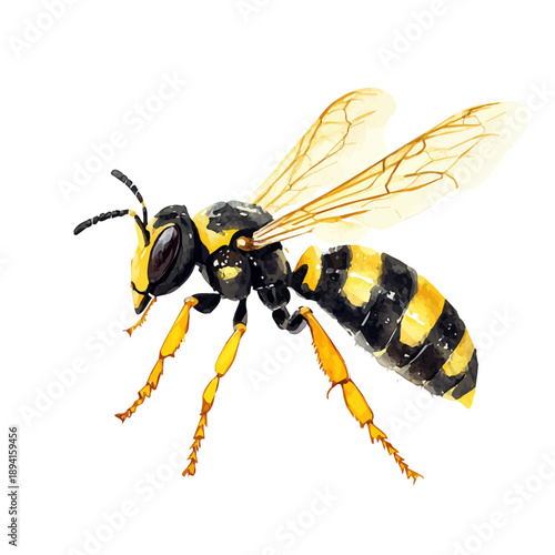 watercolor hand-drawn of Wasp, isolated on a white background.