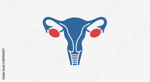 Simplified Illustration of Female Reproductive System Anatomy.