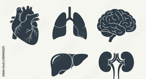 Human Organs Illustration Set Including Heart Lungs Brain Liver Kidneys.