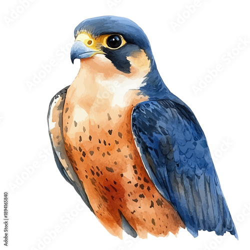 Photos watercolor draw of Peregrine Falcon, isolated on a white background