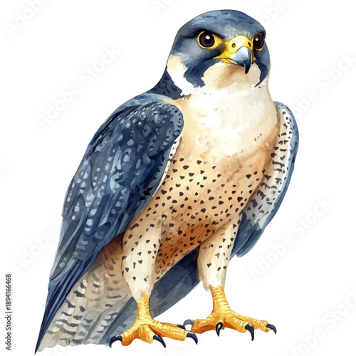 Peregrine Falcon, serene watercolor vector artwork with smooth washes of color and refined textures, isolated on a white background.