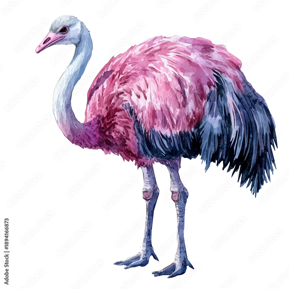 Fototapeta premium Ostrich, whimsical watercolor vector illustration with vibrant highlights and delicate strokes, isolated on a white background.