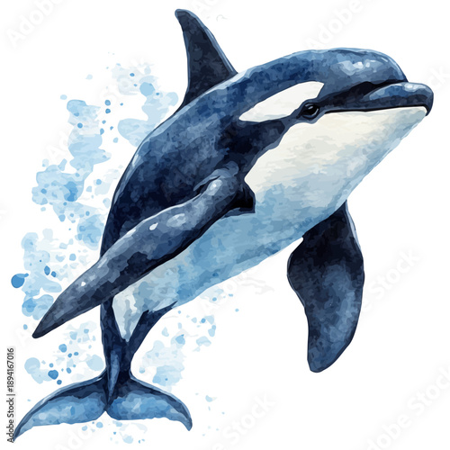 Orca, serene watercolor vector artwork with smooth washes of color and refined textures, isolated on a white background.