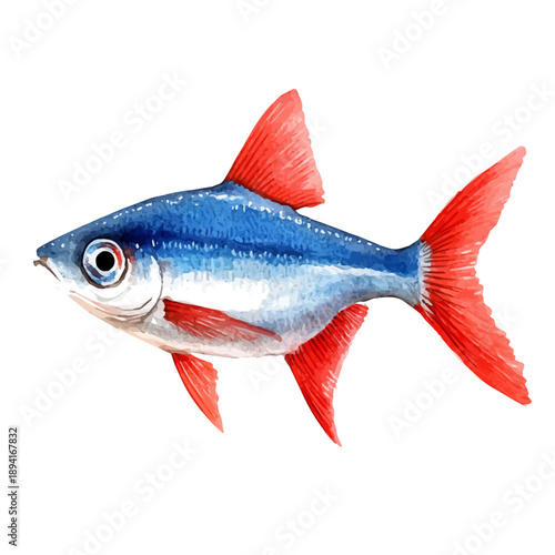 Neon Tetra, elegant watercolor vector illustration with flowing lines and gentle color transitions, isolated on a white background.