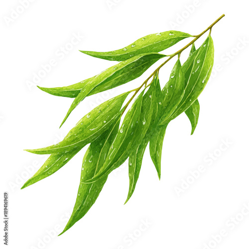 Watercolor isometric vector-style illustration of Willow Leaf, isolated on white background.