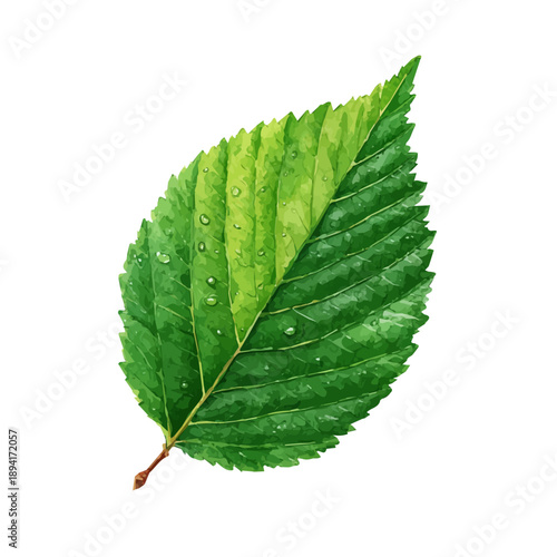 Watercolor isometric artwork featuring Elm Leaf, presented on white background.