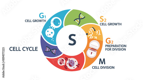 Infographic illustrating the cell cycle process with labeled stages on a white background.