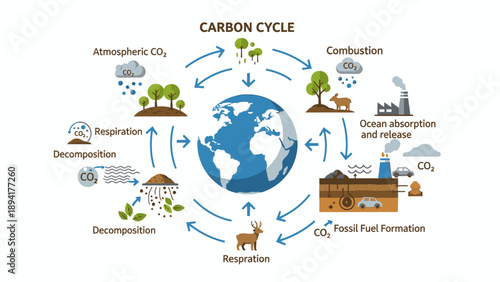 Infographic illustration of the carbon cycle process with arrows and icons on a white background.