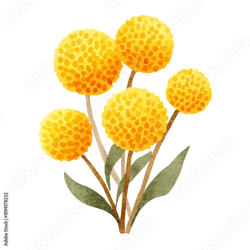 Billy Balls Craspedia in detailed isometric watercolor art, isolated on a pure white backdrop.