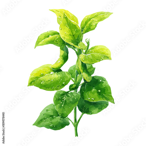 Artistic isometric watercolor image of Soybean, isolated on a white surface.