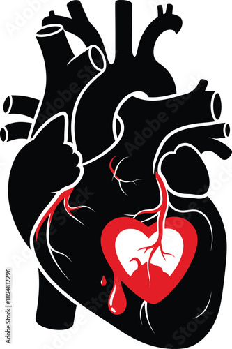 Human heart anatomy illustration with realistic cardiac structure and red stylized heart icon inside isolated on white background for medical health.