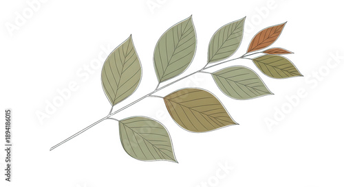 Green and brown autumn leaves on a single branch isolated PNG with Transparent Background