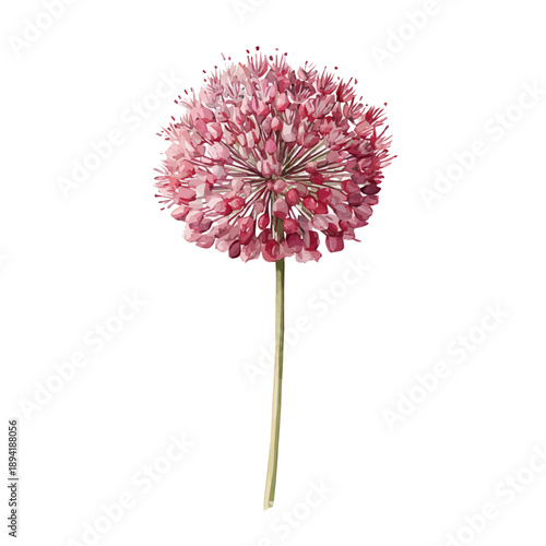 A watercolor isometric illustration of Allium, cleanly isolated on white background.