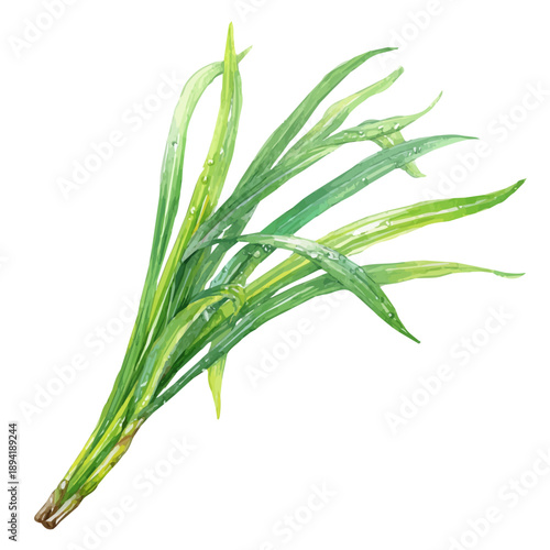 Watercolor isometric vector-style illustration of Lemongrass, isolated on white background.